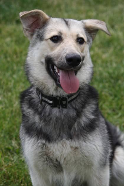 Courage - Shepherd available for adoption