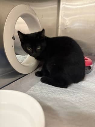 Tamale - Domestic Shorthair available for adoption