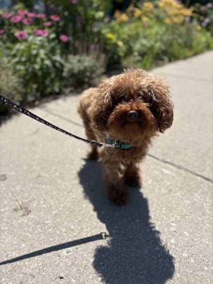 Theodora - Poodle, Miniature available for adoption