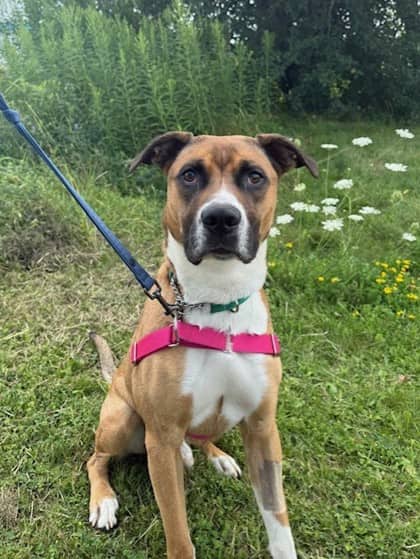 Chevy - Shepherd available for adoption