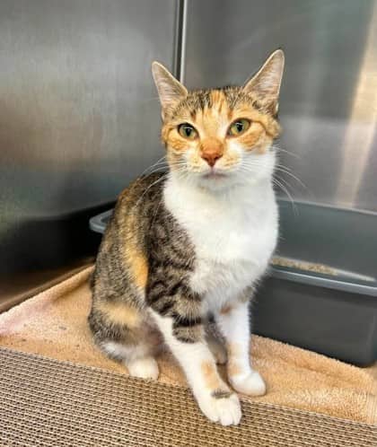 Sadie - Domestic Shorthair cat available for adoption at Ontario SPCA (Thunder Bay) in Thunder Bay