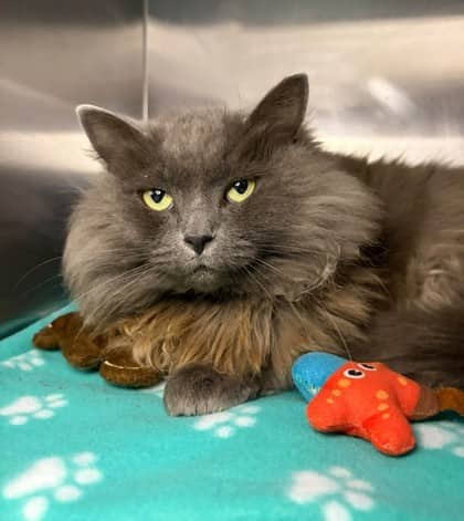 Arabella - Domestic Medium Hair cat available for adoption at Ontario SPCA (Thunder Bay) in Thunder Bay