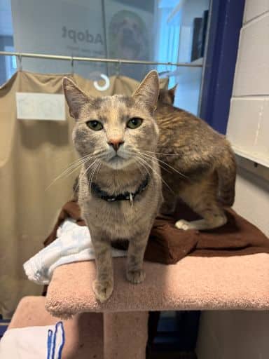 Haze - Domestic Shorthair available for adoption