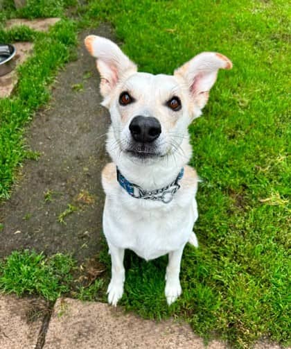 Dax - Alaskan Husky available for adoption at Ontario SPCA (Thunder Bay) in Thunder Bay