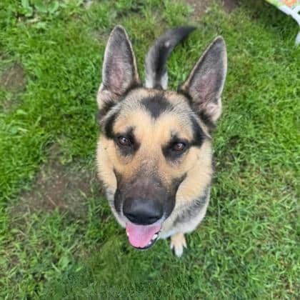 Zeus - German Shepherd available for adoption
