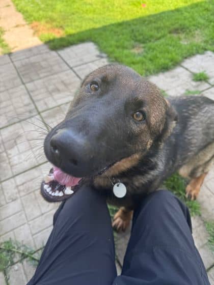 Alpha - Shepherd available for adoption