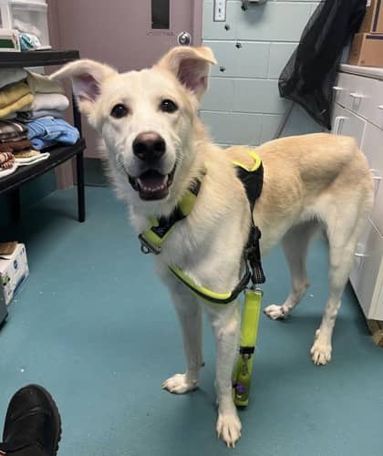 Bauer - Alaskan Husky available for adoption at Ontario SPCA (Thunder Bay) in Thunder Bay