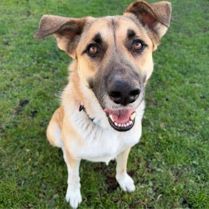 Lucky - German Shepherd available for adoption