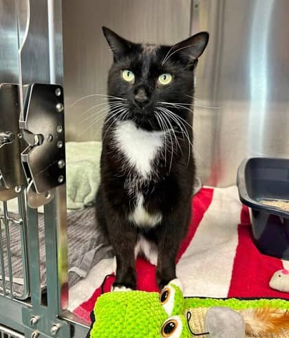 Cool Whip - Domestic Shorthair available for adoption