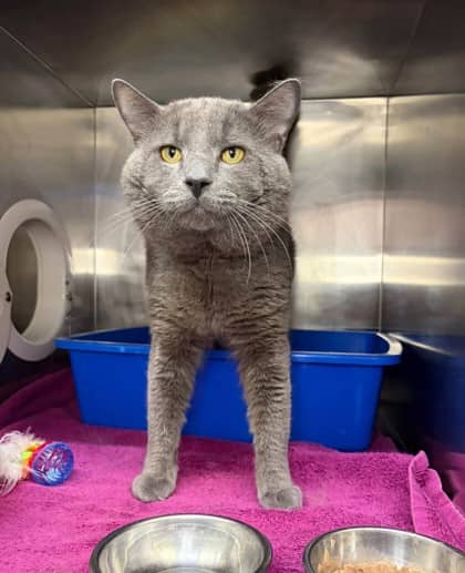 Hickory - Domestic Shorthair cat available for adoption in Calgary