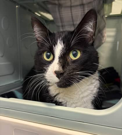 Steven - Domestic Shorthair available for adoption