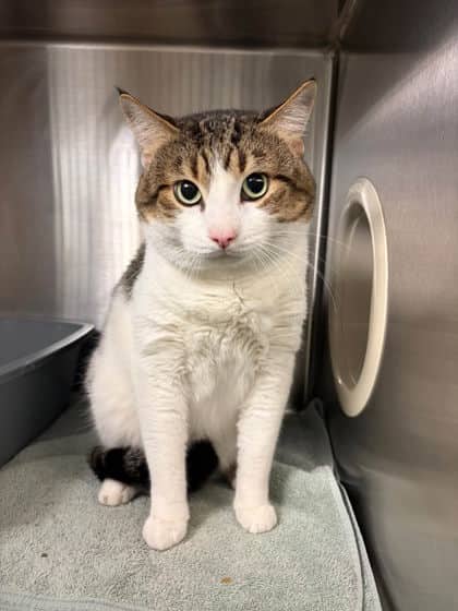 Luke - Domestic Shorthair cat available for adoption at Ontario SPCA (Thunder Bay) in Thunder Bay