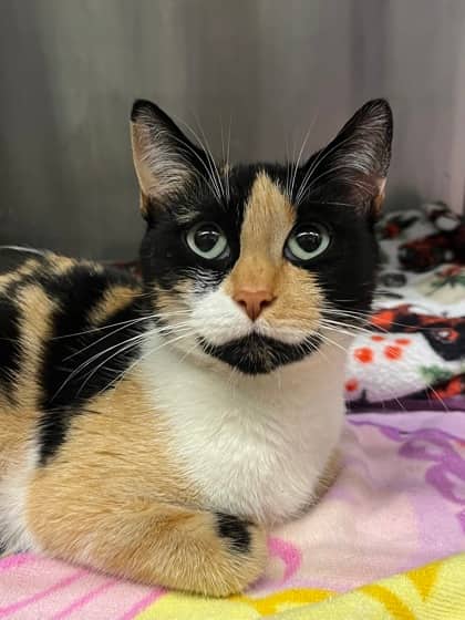 Callie - Domestic Shorthair available for adoption