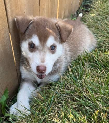 Tawny - Alaskan Husky available for adoption