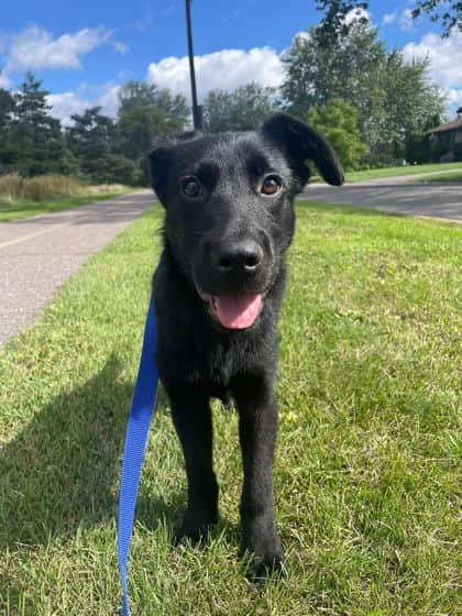 Dragon - Shepherd available for adoption at Ontario SPCA (Thunder Bay) in Thunder Bay