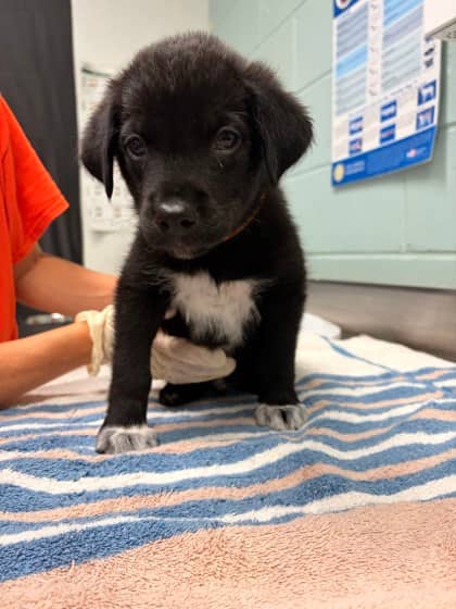 Bob - Alaskan Husky available for adoption at Ontario SPCA (Thunder Bay) in Thunder Bay