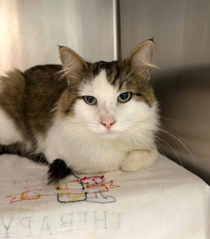 Spike - Domestic Medium Hair cat available for adoption at Ontario SPCA (Thunder Bay) in Thunder Bay