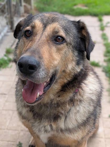 Breezer - Shepherd available for adoption at Ontario SPCA (Thunder Bay) in Thunder Bay