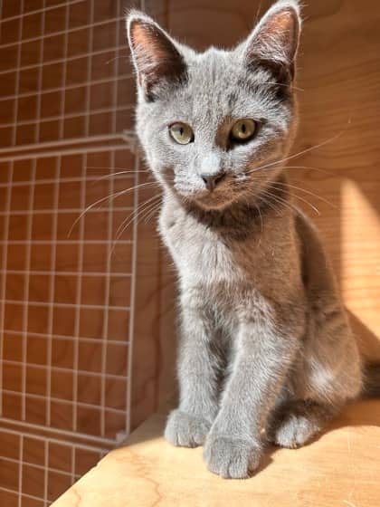 Bryce - Domestic Shorthair cat available for adoption at Ontario SPCA & Humane Society in Thunder Bay