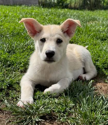 Pearl - Alaskan Husky available for adoption