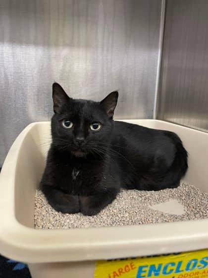 Florence - Domestic Shorthair available for adoption