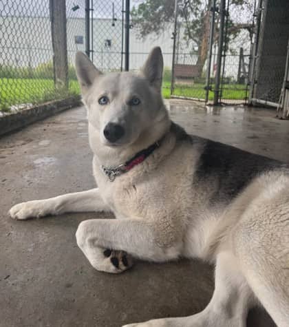 Athena - Alaskan Husky available for adoption in Calgary