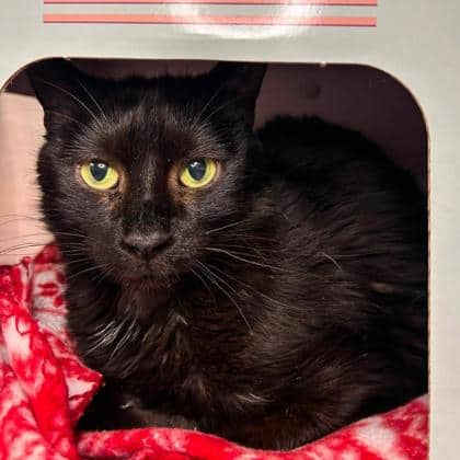 Darlene - Domestic Shorthair available for adoption