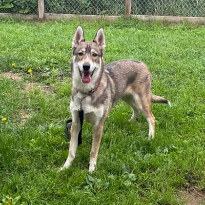 Miyah - Alaskan Husky available for adoption at Ontario SPCA (Thunder Bay) in Thunder Bay