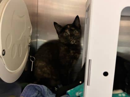 Moxie - Domestic Medium Hair cat available for adoption in Calgary