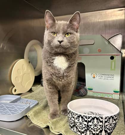Reign - Domestic Shorthair cat available for adoption at Ontario SPCA (Thunder Bay) in Thunder Bay
