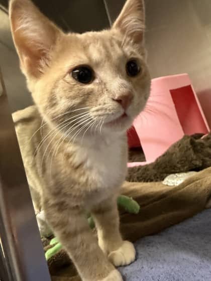 Bulbasaur - Domestic Medium Hair cat available for adoption at Ontario SPCA (Thunder Bay) in Thunder Bay
