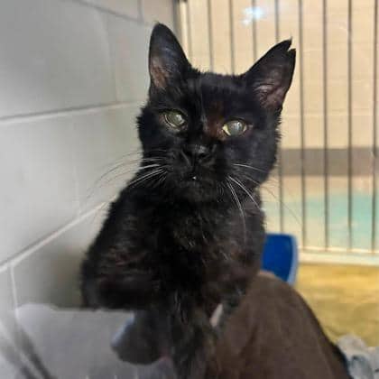 Ally - Domestic Shorthair available for adoption