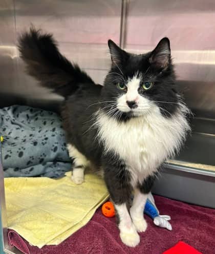 Buster - Domestic Longhair cat available for adoption at Ontario SPCA (Thunder Bay) in Thunder Bay
