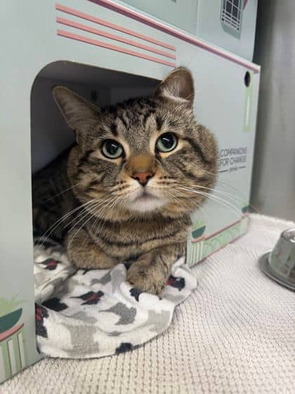 Tyrel - Domestic Shorthair available for adoption