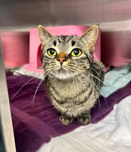 Kaos - Domestic Shorthair available for adoption