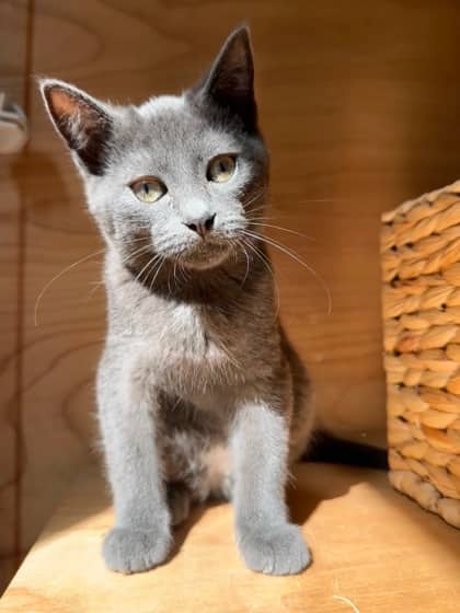 Caleb - Domestic Shorthair cat available for adoption at Ontario SPCA & Humane Society in Thunder Bay