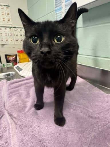 Treble - Domestic Shorthair cat available for adoption at Ontario SPCA (Thunder Bay) in Thunder Bay