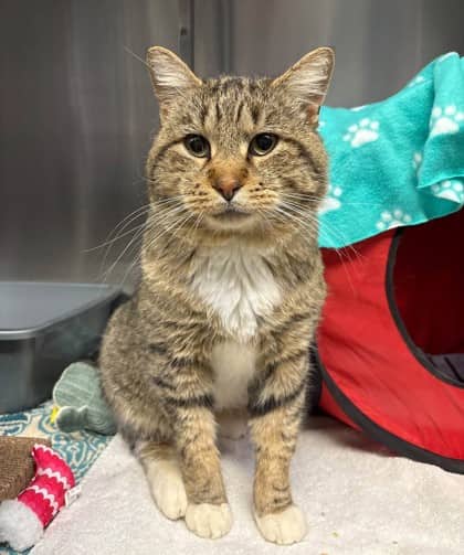 Tabs - Domestic Shorthair cat available for adoption at Ontario SPCA (Thunder Bay) in Thunder Bay