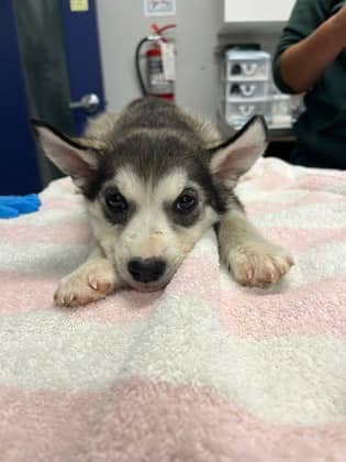 Alice - Alaskan Husky available for adoption