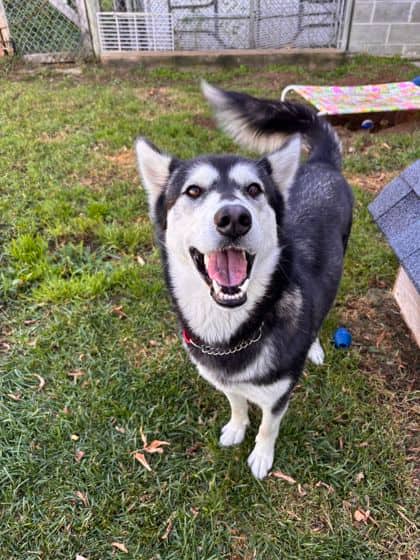 Oreo - Alaskan Husky available for adoption at Ontario SPCA (Thunder Bay) in Thunder Bay
