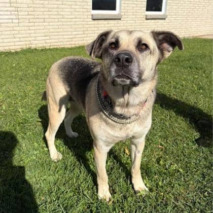 Nelly - Shepherd available for adoption at Ontario SPCA (Thunder Bay) in Thunder Bay