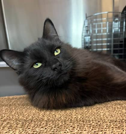 Spider - Domestic Medium Hair cat available for adoption at Ontario SPCA (Thunder Bay) in Thunder Bay
