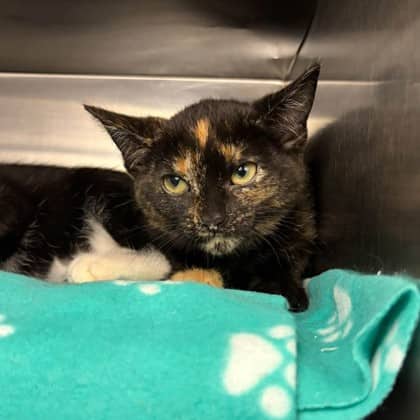 Moxie - Domestic Medium Hair cat available for adoption in Ontario