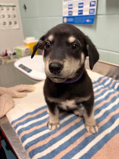Prince - Alaskan Husky available for adoption