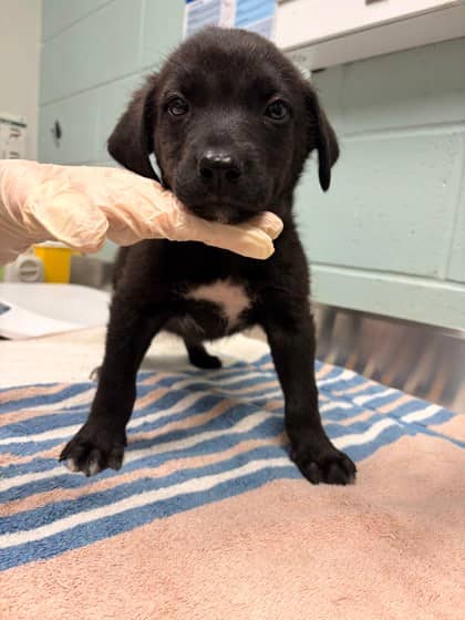 Patrick - Alaskan Husky available for adoption