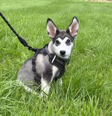 Alice - Alaskan Husky available for adoption