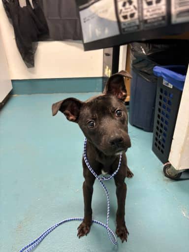 Crow - Retriever, Labrador available for adoption at Ontario SPCA (Thunder Bay) in Thunder Bay