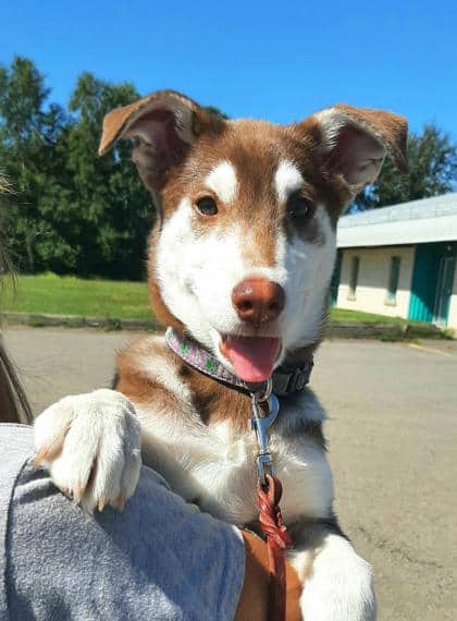 Tawny - Alaskan Husky available for adoption