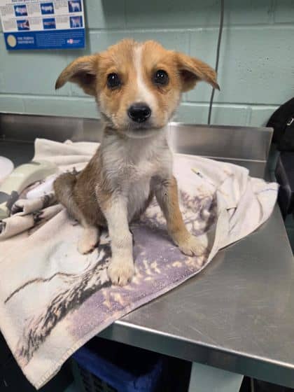 Blanche - Alaskan Husky available for adoption at Ontario SPCA (Thunder Bay) in Thunder Bay