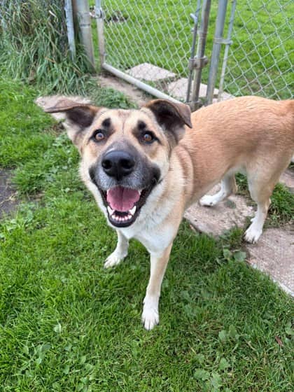 Lucky - German Shepherd available for adoption at Ontario SPCA (Thunder Bay) in Thunder Bay